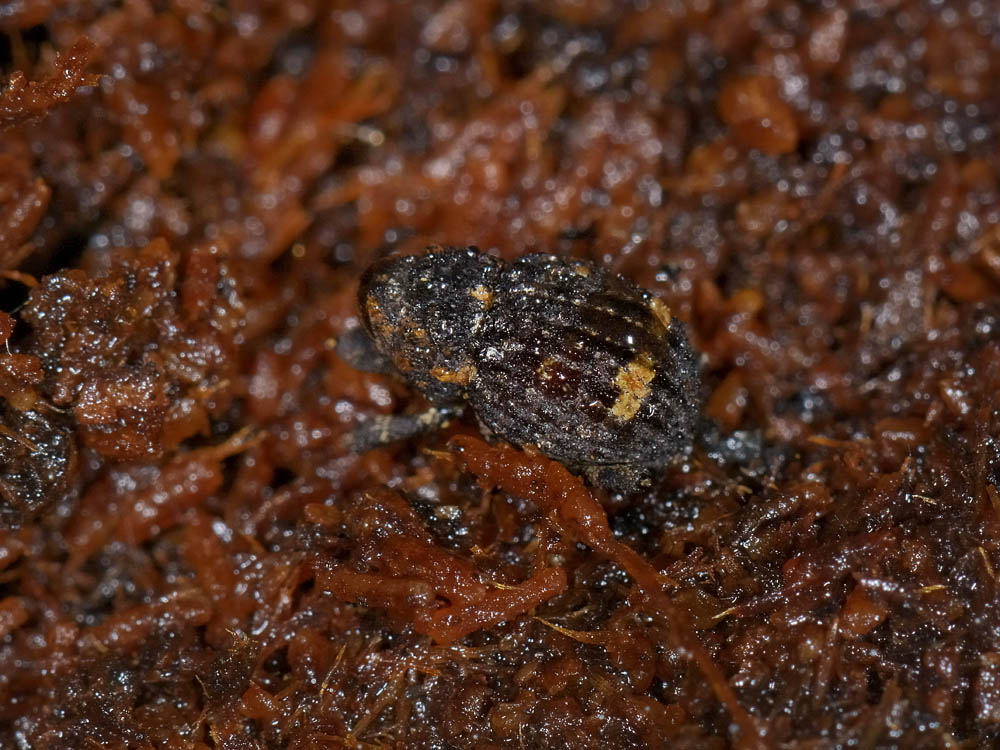 Echinodera hypocrita (Curculionidae)